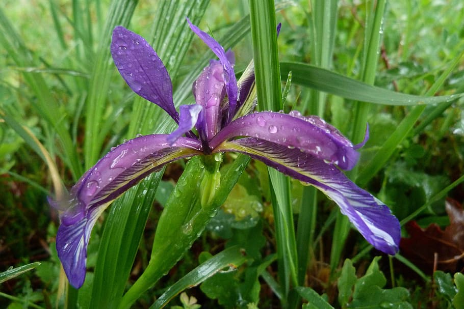 iris graminea, iridaceae, violet, botany, plant, flower, blue HD wallpaper