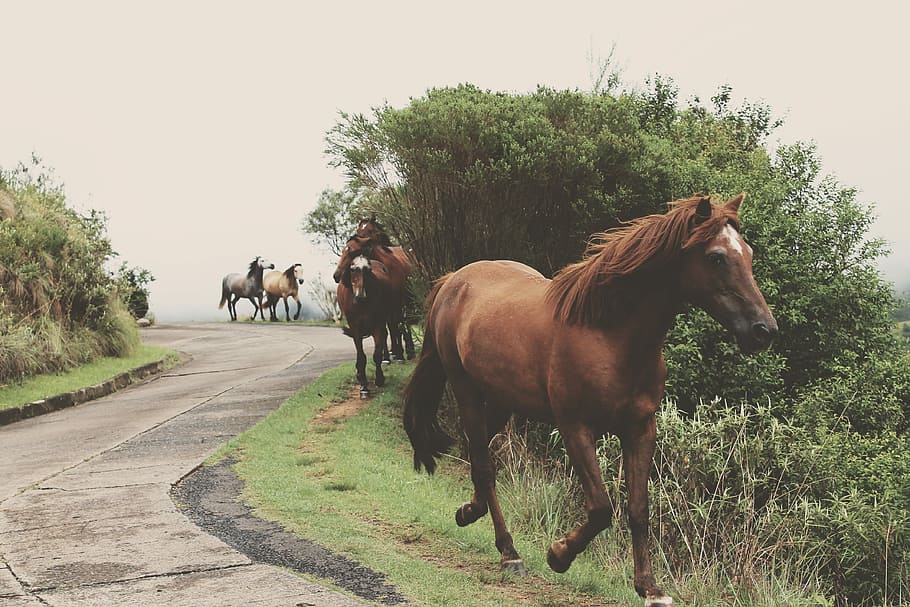 pack of horse walking on side of the road, animal, nature, outdoors HD wallpaper