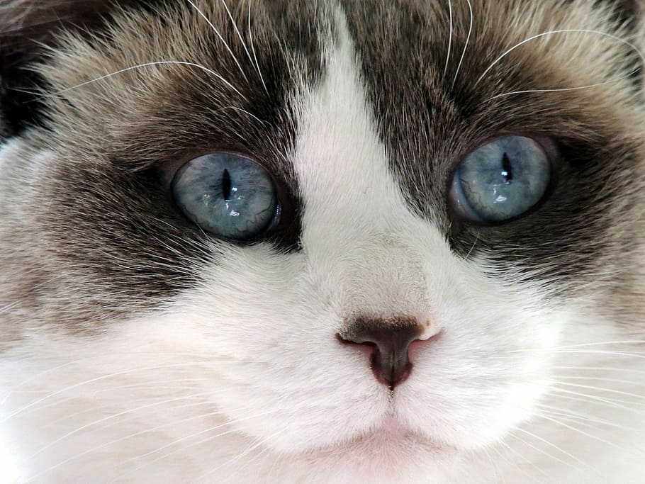white and brown cat, cute, ragdoll, face, blue, eyes, nose HD wallpaper
