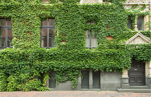 green vines on building, architecture, home, window, fouling HD wallpaper