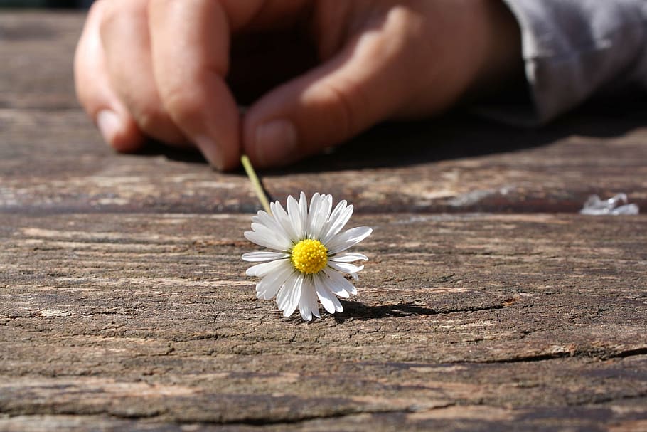 shallow focus photography of white flower, daisy, hand, connectedness HD wallpaper