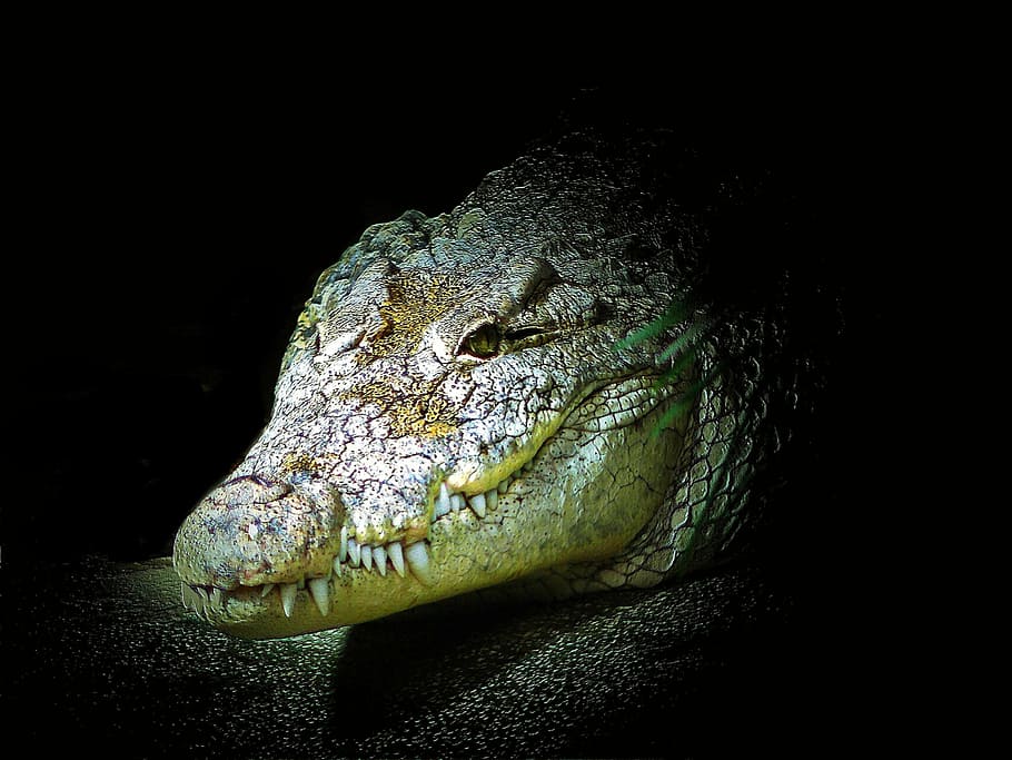 crocodile, alligator, reptile, animal, dangerous, predator HD wallpaper