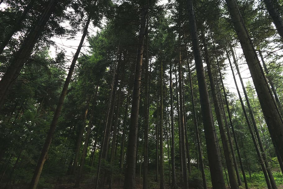 low angle photograph of pine trees, three, trunks, daytime HD wallpaper