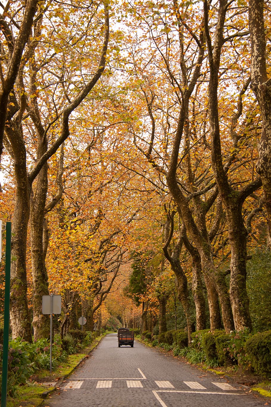 Autumn, Forest, Woods, Trees, Road, trafic, branches, brownish