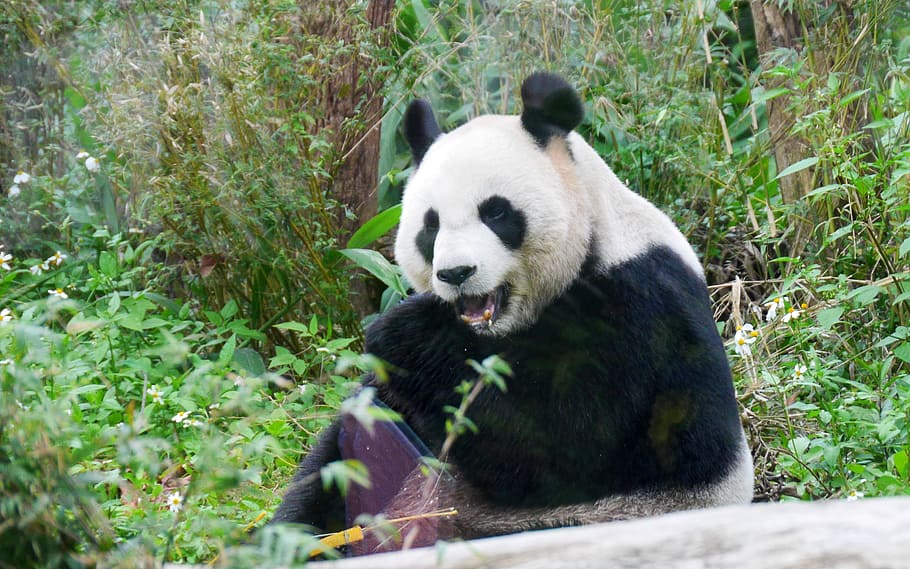 panda, zoo, animal themes, panda - animal, mammal, one animal HD wallpaper