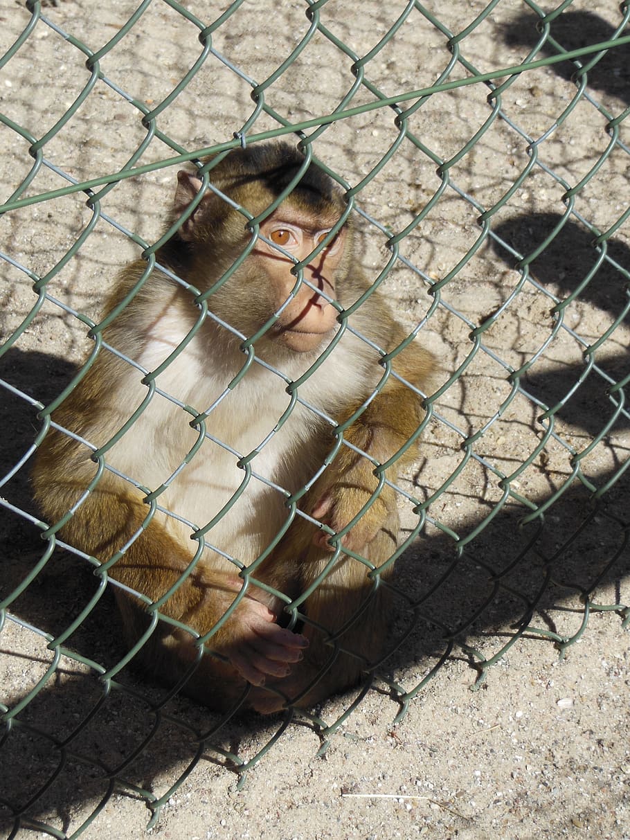 animals, macaque monkey, curious, macaca nemestria, pack animals HD wallpaper