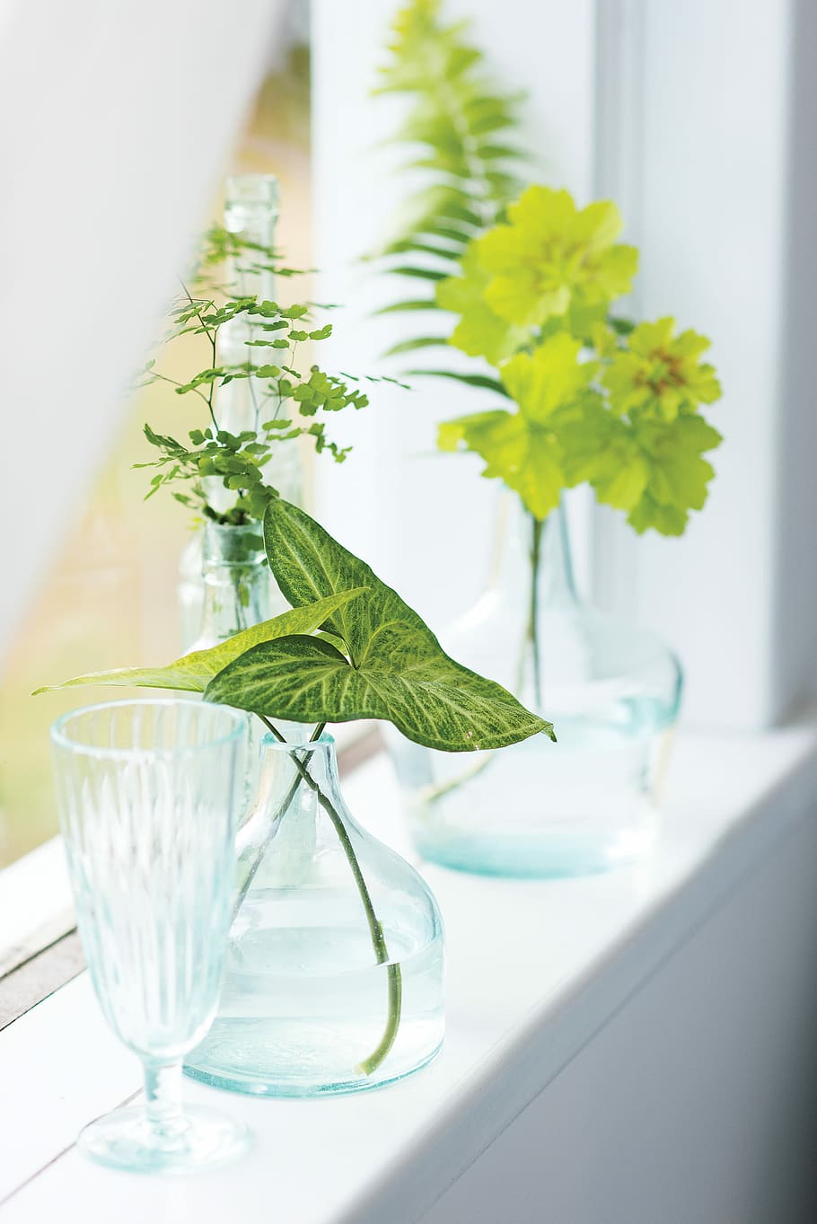 green leafed plant near the window, three assorted green potted plant in clear glass vases HD wallpaper