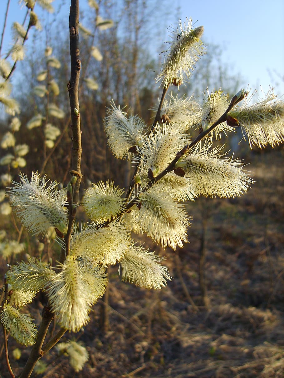 willow, flower, spring, yellow, nature, plant, growth, close-up HD wallpaper