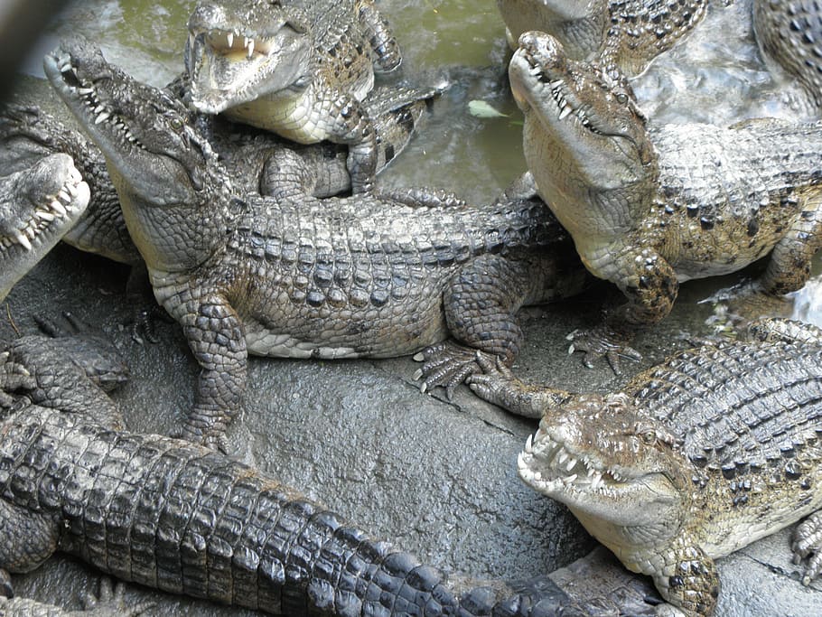 crocodile, reptile, philippines crocodile, crocodylus mindorensis HD wallpaper