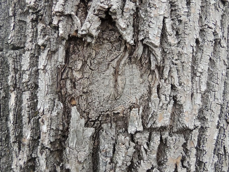 Tree, Bark, Texture, Gray, Knot, grey, knothole, brown, trunk HD wallpaper