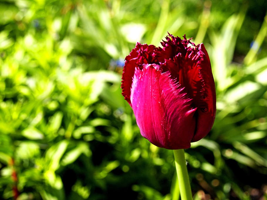 tulip, red, flowers, spring, spring flower, close, red flowers HD wallpaper
