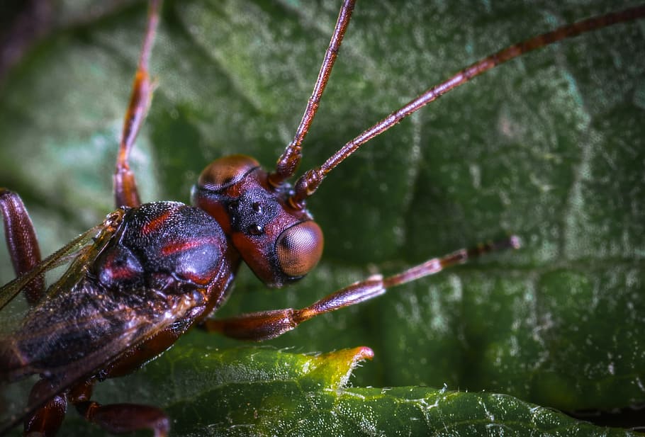 macro, insect, sheet, close-up, animal, water, animal themes HD wallpaper