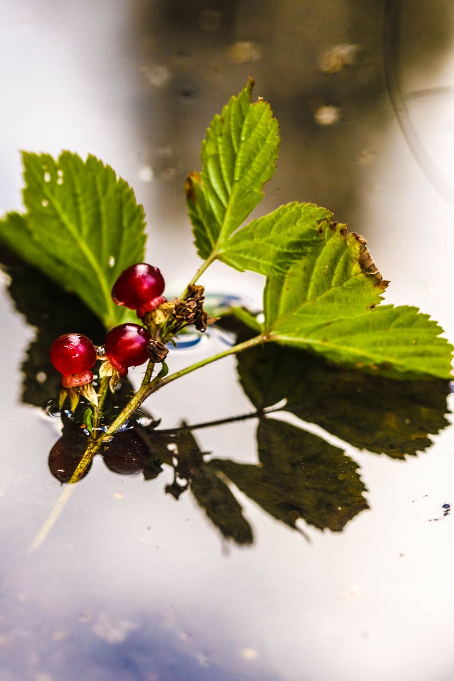 puddle, mud puddle, berry, plant, water, reflection, nature HD wallpaper