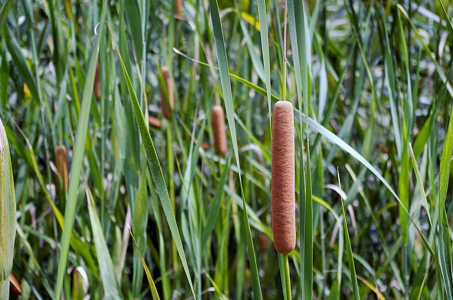 men, pool, cattail, plants, abstract, nature, growth, green color HD wallpaper