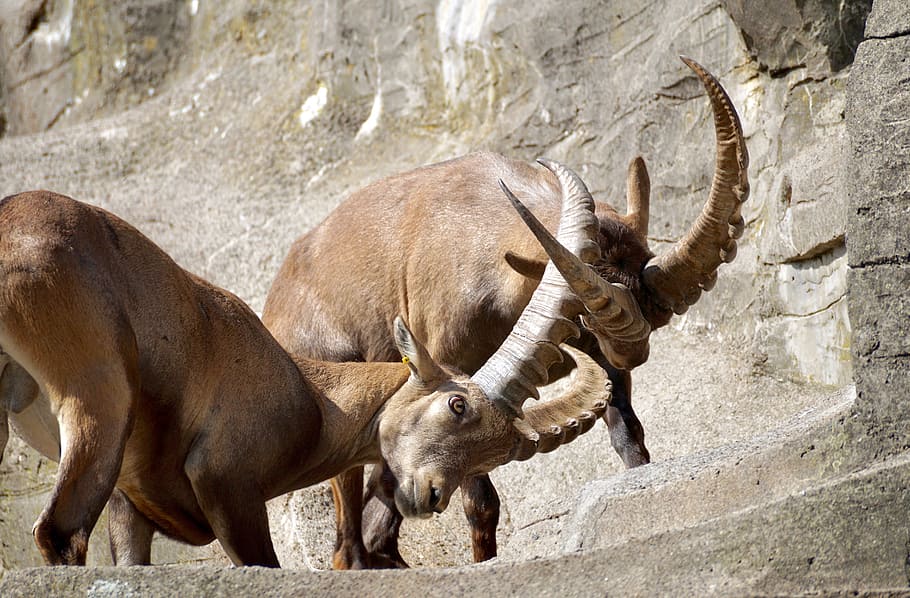 Ibex, Male, Horned, Mammal, Nature, horns, capricorn, alpine