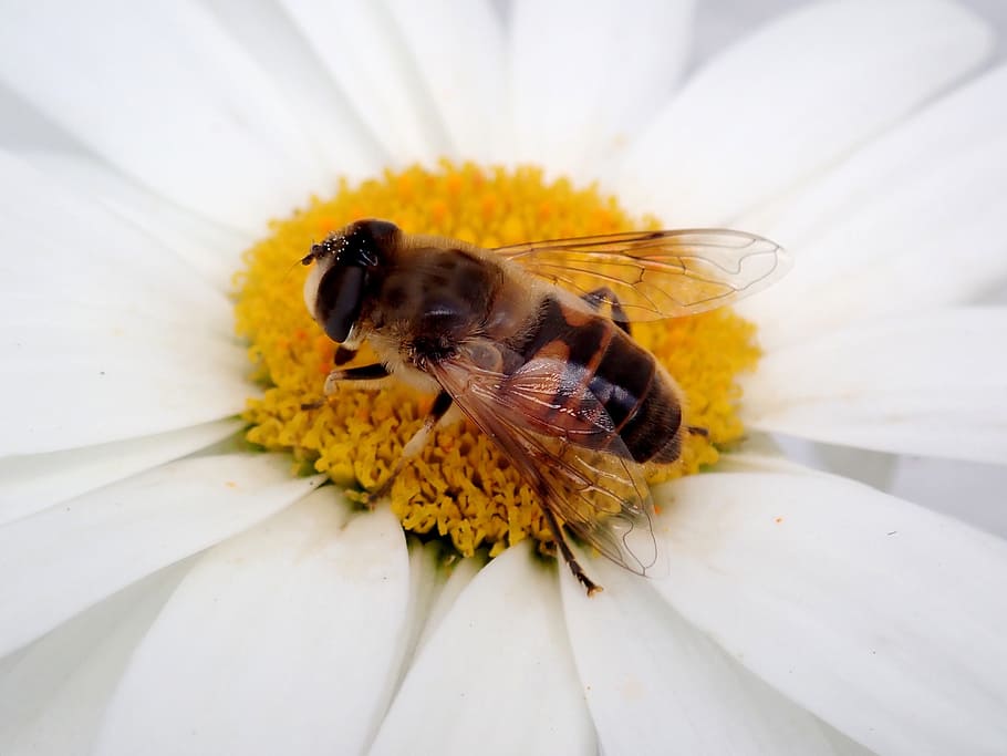 bee, flower, insect, macro, blossom, bloom, honey bee, close HD wallpaper