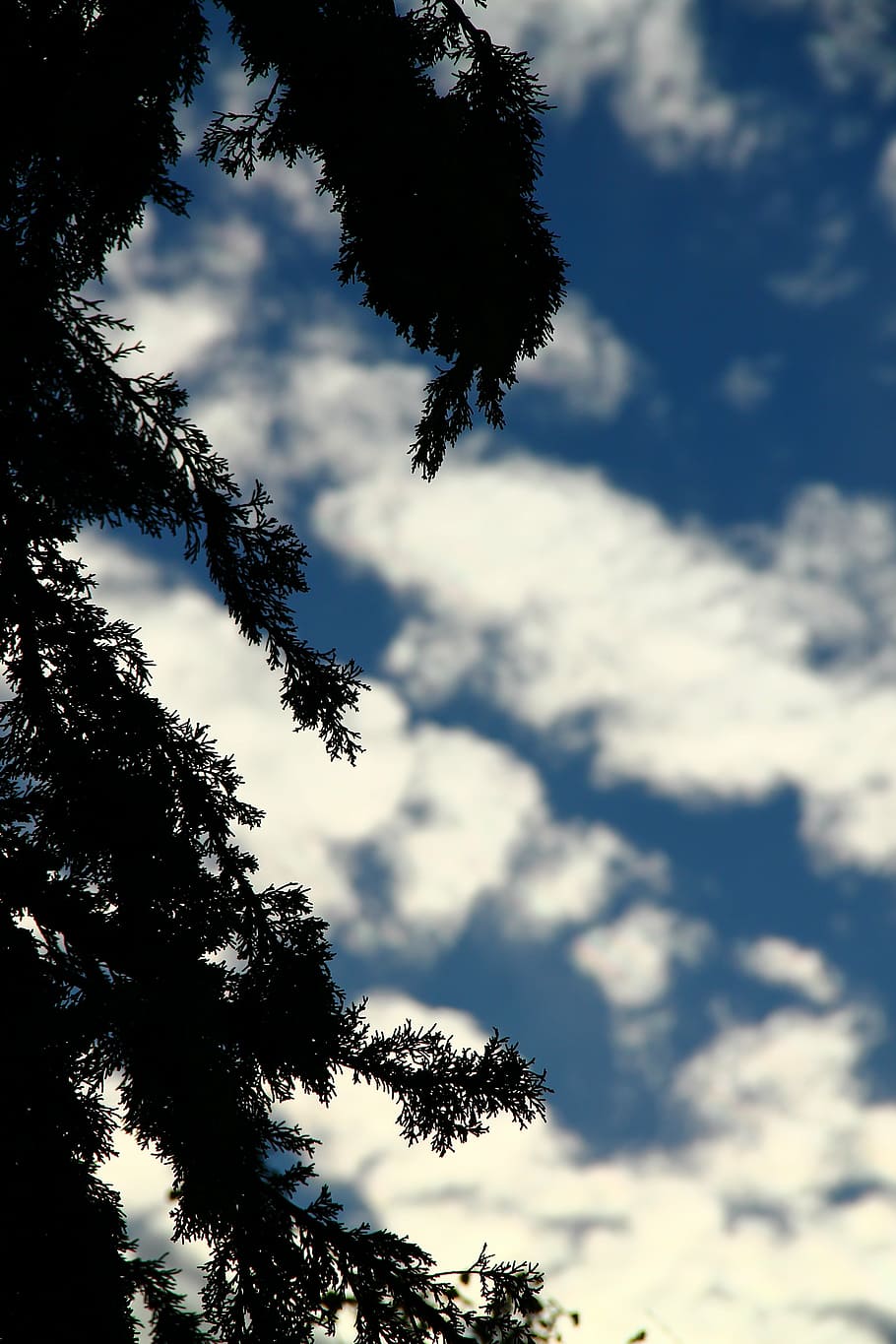 tree, silhouette, shadow, blue sky, nature, cloudy, plant, low angle view HD wallpaper