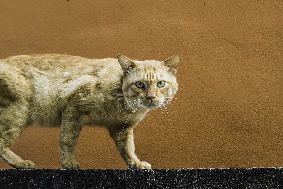 Garfield on the Hunt, brown tabby cat on black surface, ginger HD wallpaper