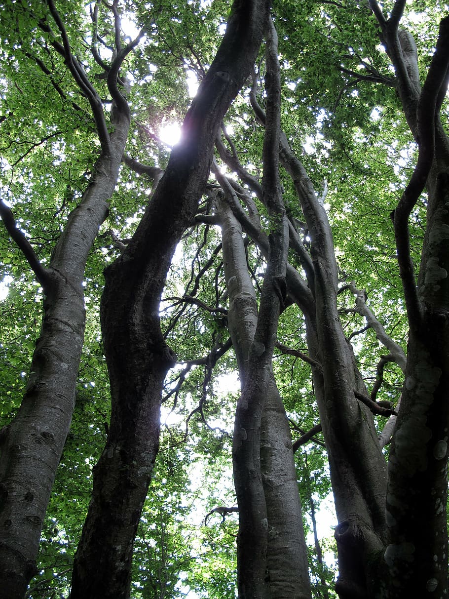 tree, uplight, forest, trunk, nature, wood bark, plant, tree trunk HD wallpaper