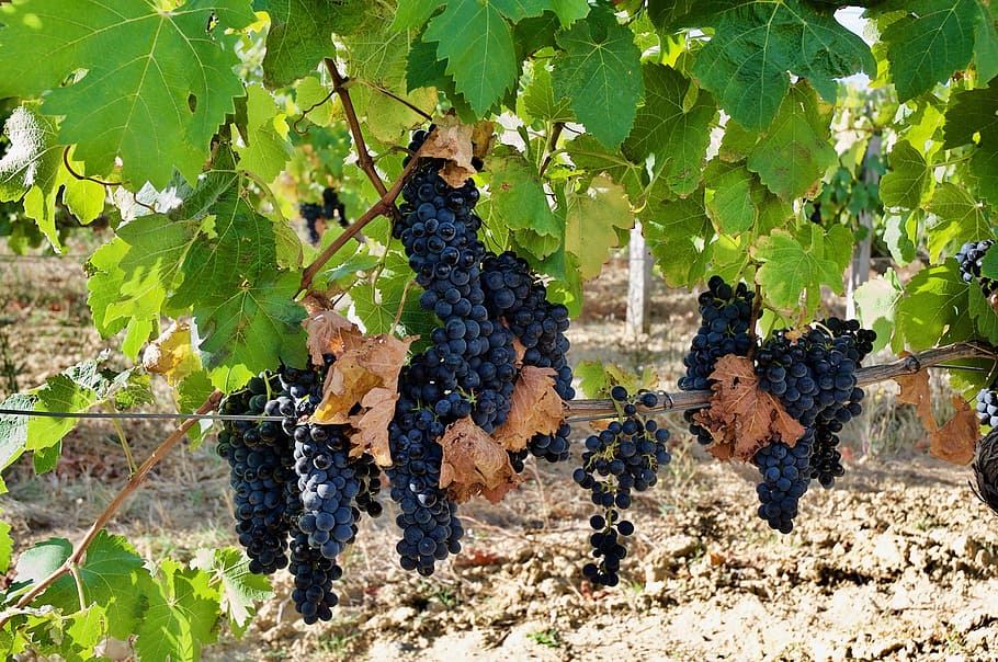 vineyard, creeper, fruit, grape, leaf, plant part, growth, healthy eating HD wallpaper
