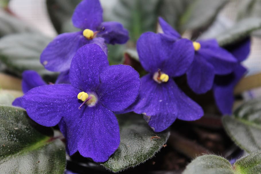flower, violet, purple, flowering plant, beauty in nature, petal HD wallpaper