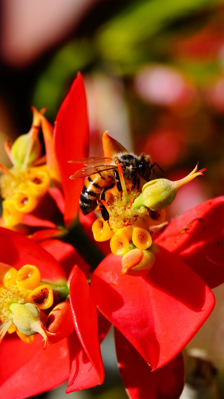 bee, macro, nature, honey, insect, flower, garden, yellow, spring HD wallpaper