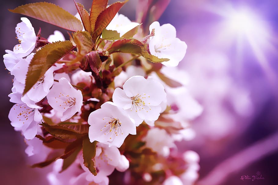 cherry blossoms, flowers, white, close, nature, light, painting HD wallpaper