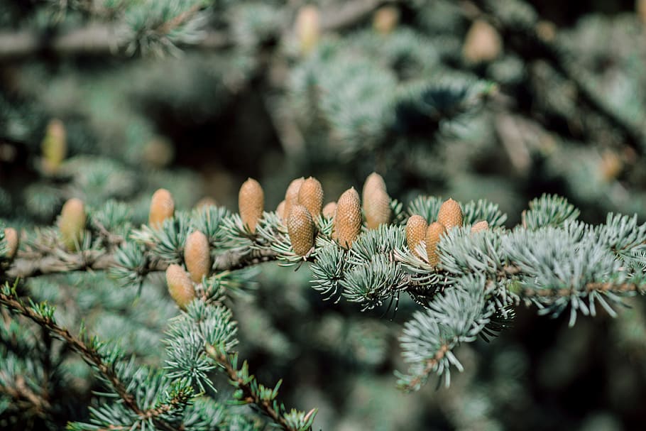 tree, cone, evergreen, conifer, pine, plant, garden, park, woods HD wallpaper