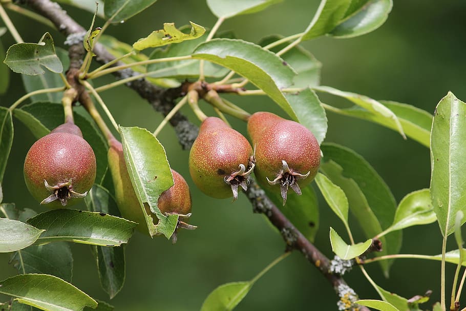 pears, pyrus, young, immature, depend, fruit, pome fruit, pyrus communis HD wallpaper