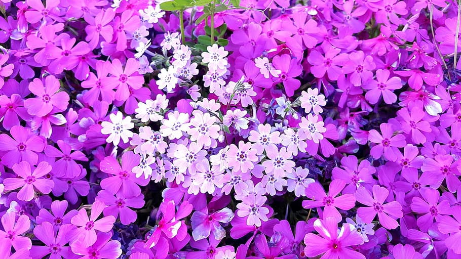 flowers, pink, bright, spring, flowering plant, fragility, petal HD wallpaper