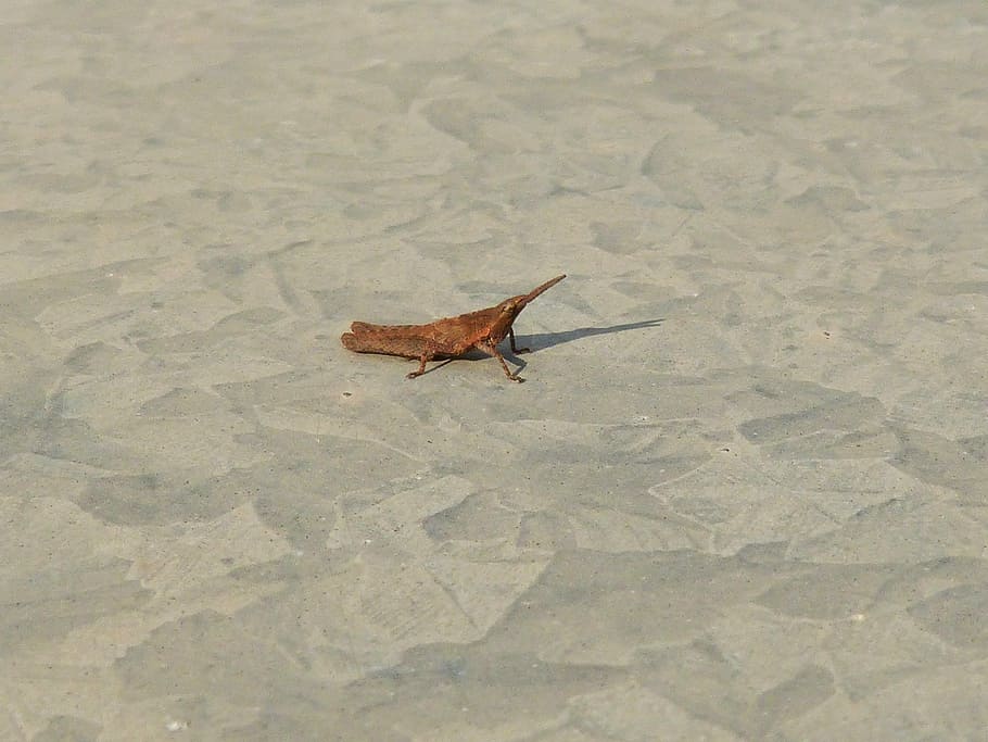 grasshopper, small, galvanized iron, insect, pardo, sand, natur HD wallpaper