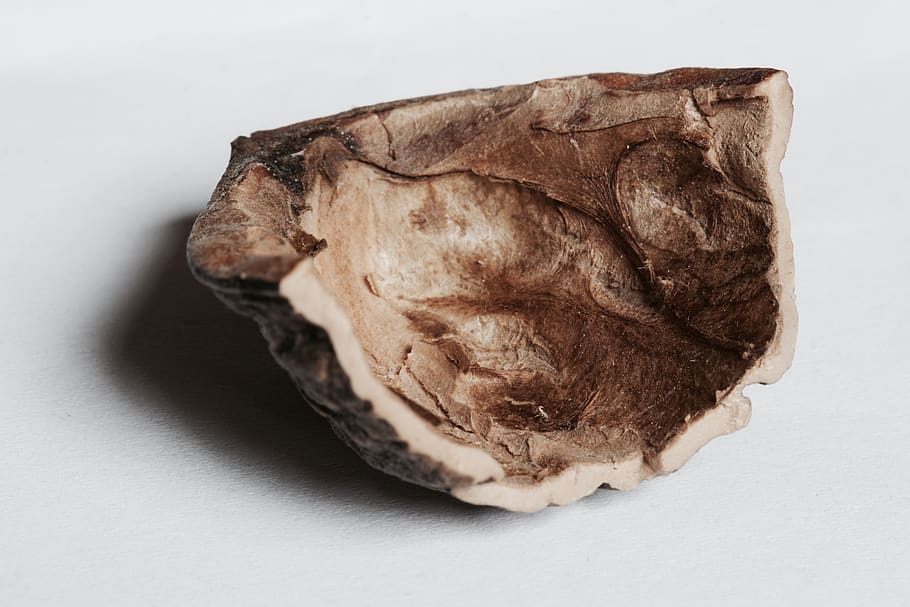 walnut, macro, studio shot, white background, food and drink HD wallpaper