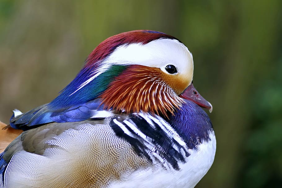 selective focus photography of mandarin duck, bird, colored HD wallpaper