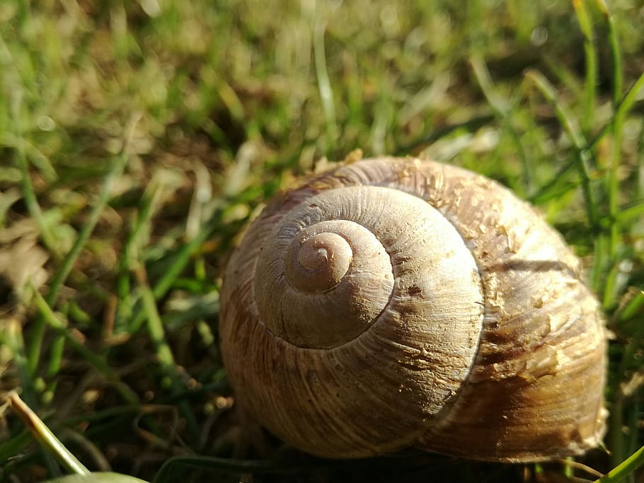 Snail Shell, Priroda, one animal, gastropod, animal shell, animal themes HD wallpaper