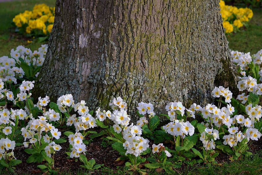Tree, Flowers, Nature, Spring, Plant, blooms, green, garden HD wallpaper