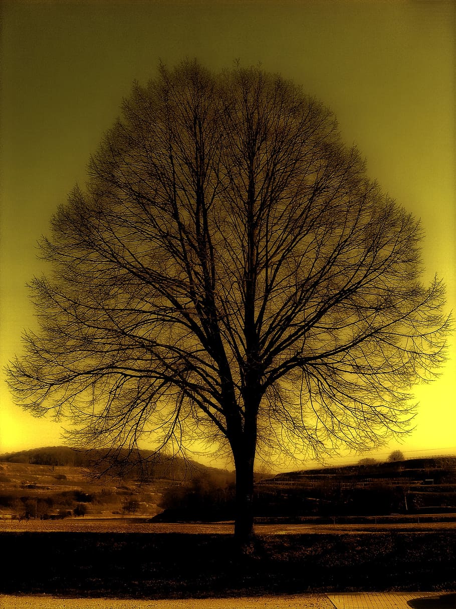 silhouette photo of withered tree, kahl, winter, atmosphere HD wallpaper