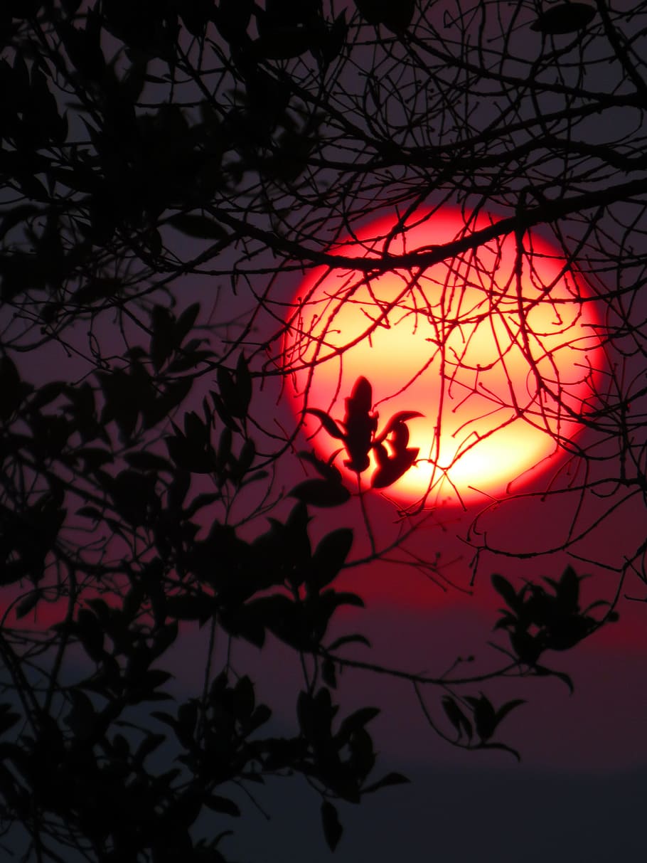 tree silhouette under red sun, Sunset, Tree, Field, Nature, Sky