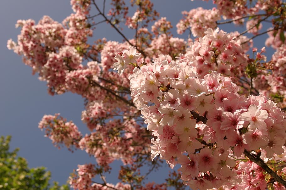 cherry tree, cherry tree blossom, flowering plant, fragility HD wallpaper