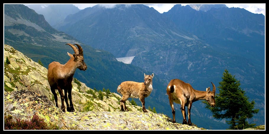 chamonix, chamois, animals, animal themes, mammal, mountain HD wallpaper