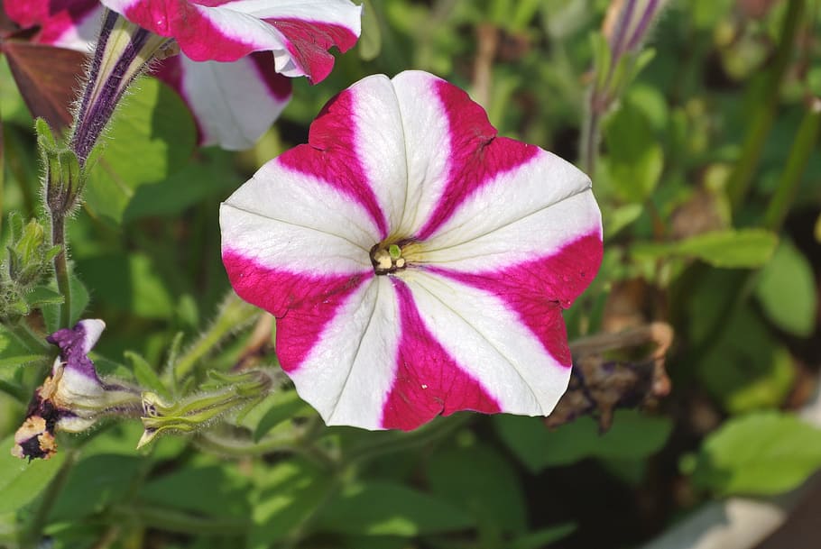 flower, stripes, pink, white, striped, pattern, beauty in nature HD wallpaper