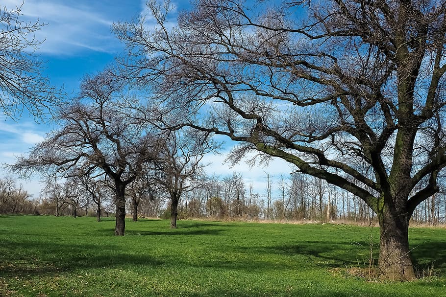 landscape, meadowlands, trees, bare branches, blue, mood, sky HD wallpaper