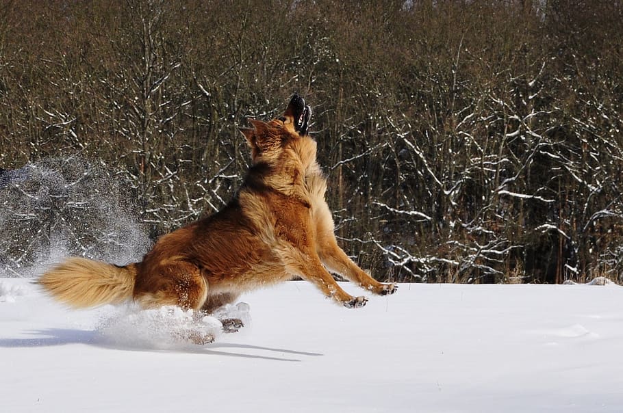 adult golden German shepherd running on snow field looking up while taking photo near trees at daytime, HD wallpaper