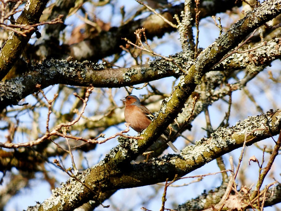 check, bird, tree, branch, nature, animals in the wild, animal wildlife HD wallpaper