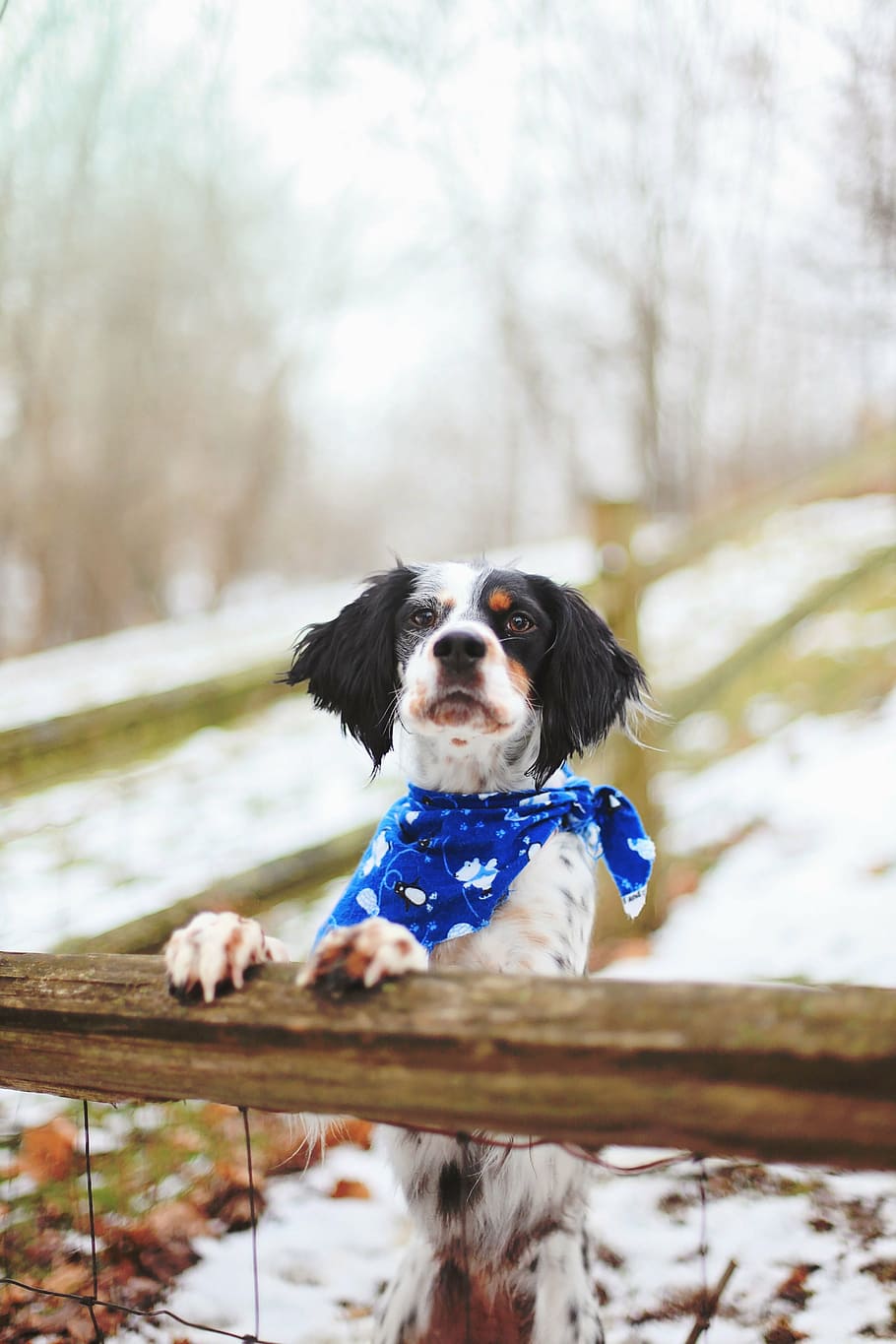 adult English spaniel near the fence photography, dog, pet HD wallpaper