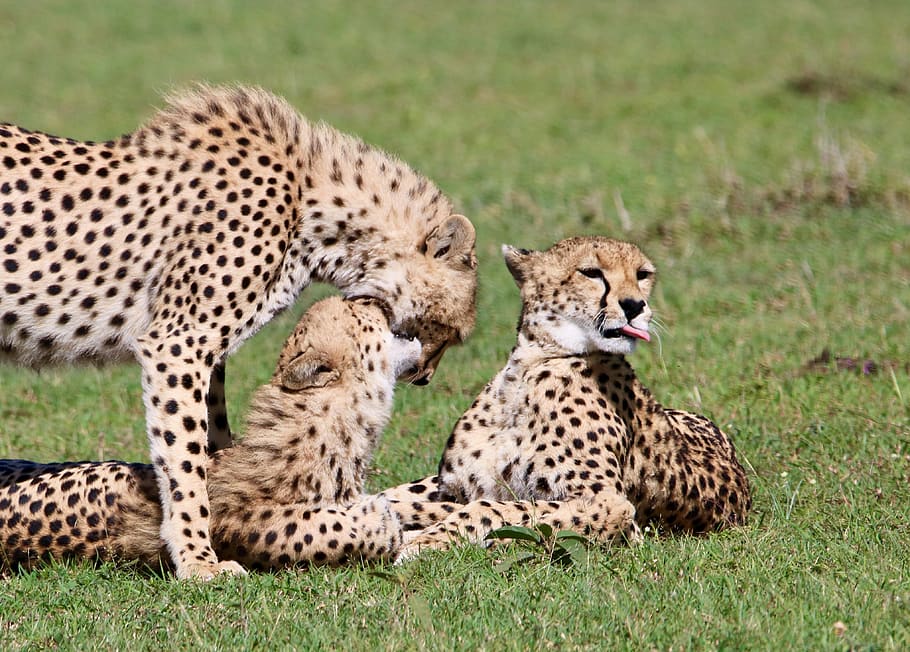 masai mara, cheetah, predator, big cat, feline, animal, animal wildlife HD wallpaper