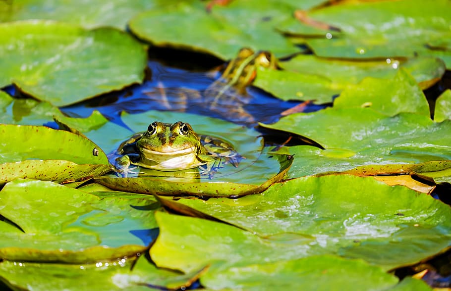 green frog on lily pad during daytime, water frog, frog pond