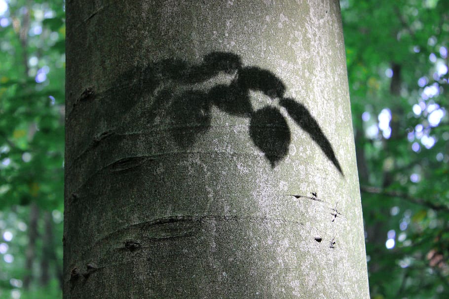 log, beech, shadow, leaves, deciduous tree, tree trunk, plant HD wallpaper