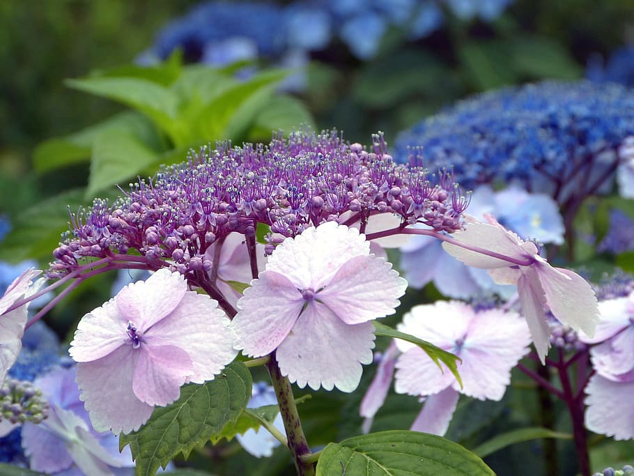 hydrangeas, flowers, pink, purple, blue, nature, blossom, garden HD wallpaper