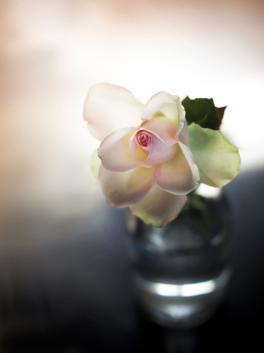 closeup photography of white flower, rose, roosje, vase, background HD wallpaper