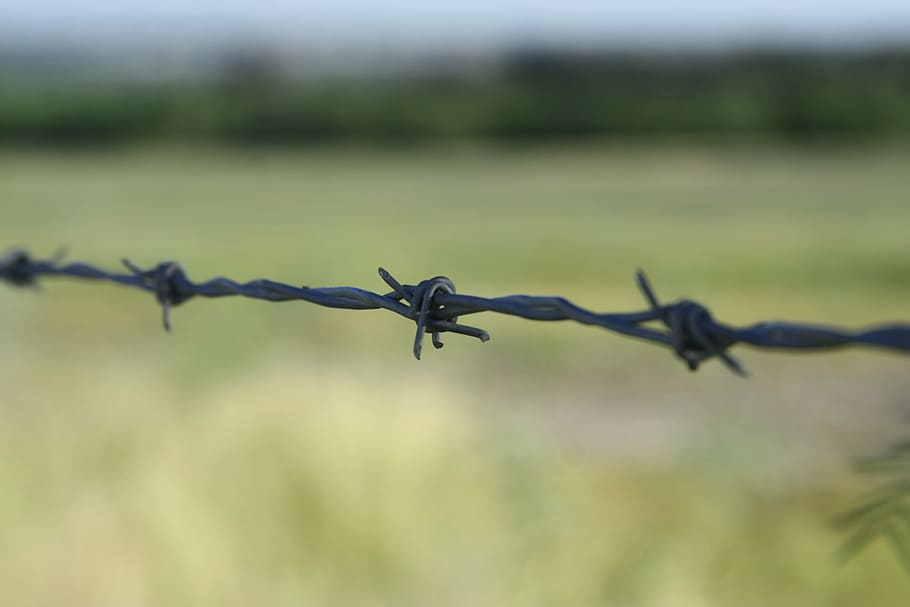 barbed wire, cambo, protection, safety, security, fence, metal HD wallpaper